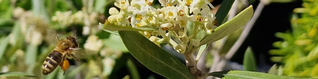 Alexandra-Schwendenwein–Stimmtraining–Sprechtraining–Systemisches-Coaching–Aufstellungsarbeit–Kommunikation-Biene