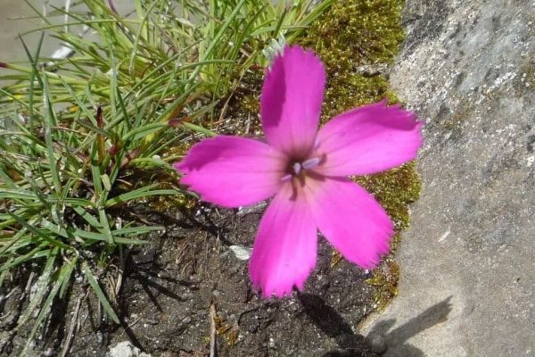 Steinblumenbild quer Header Trauer Verlust Renate